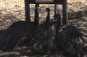 Emu Husbandry