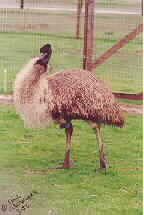 full-grown-emu